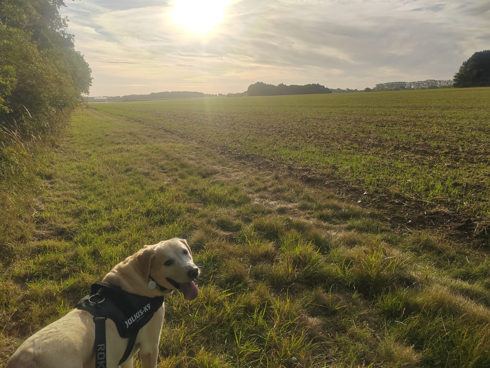Yellow lab in countryside field at sunset