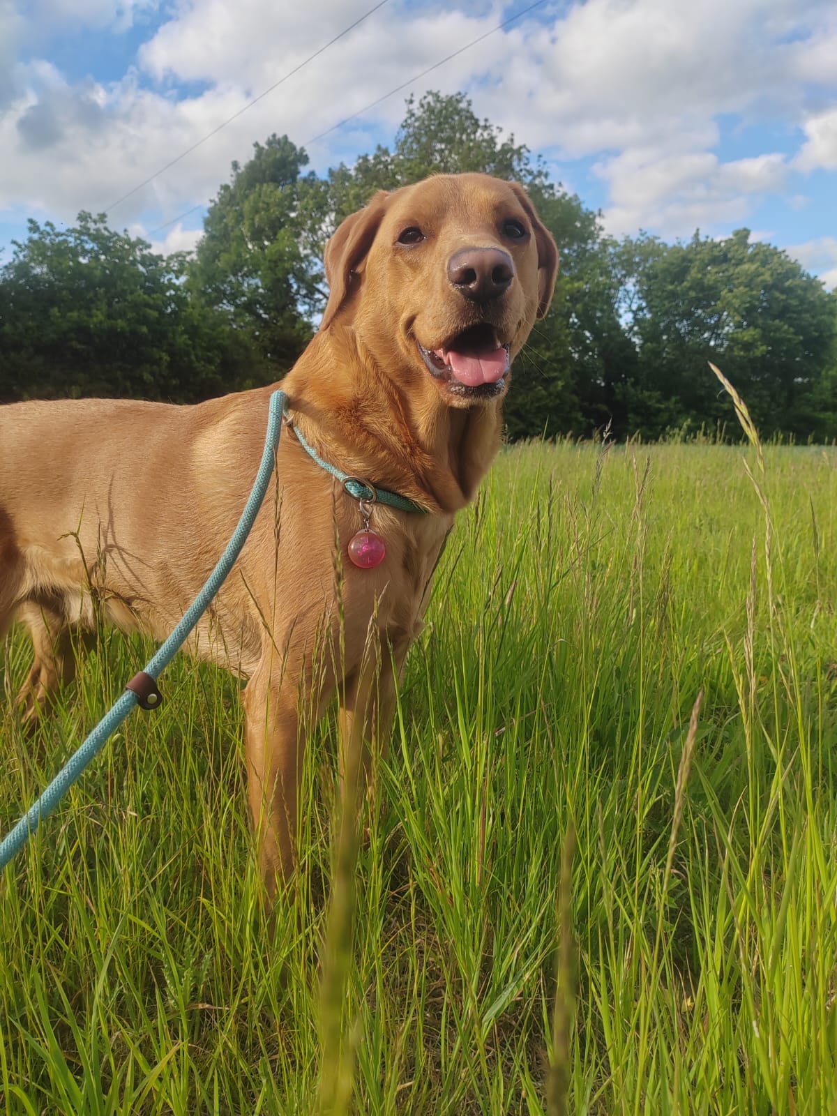 Brown lab standing in tall green grass