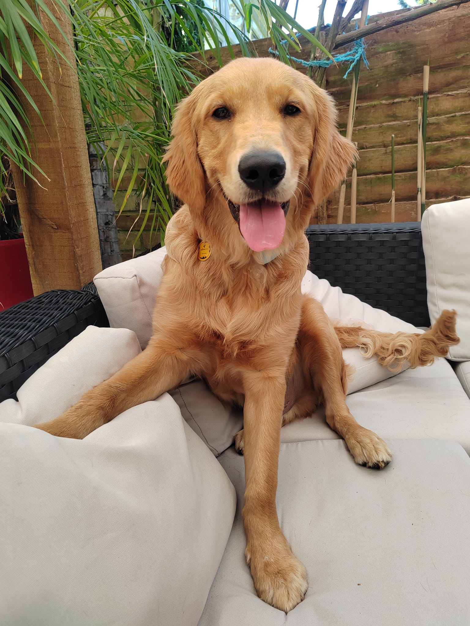 Golden retriever relaxing on outdoor white sofa