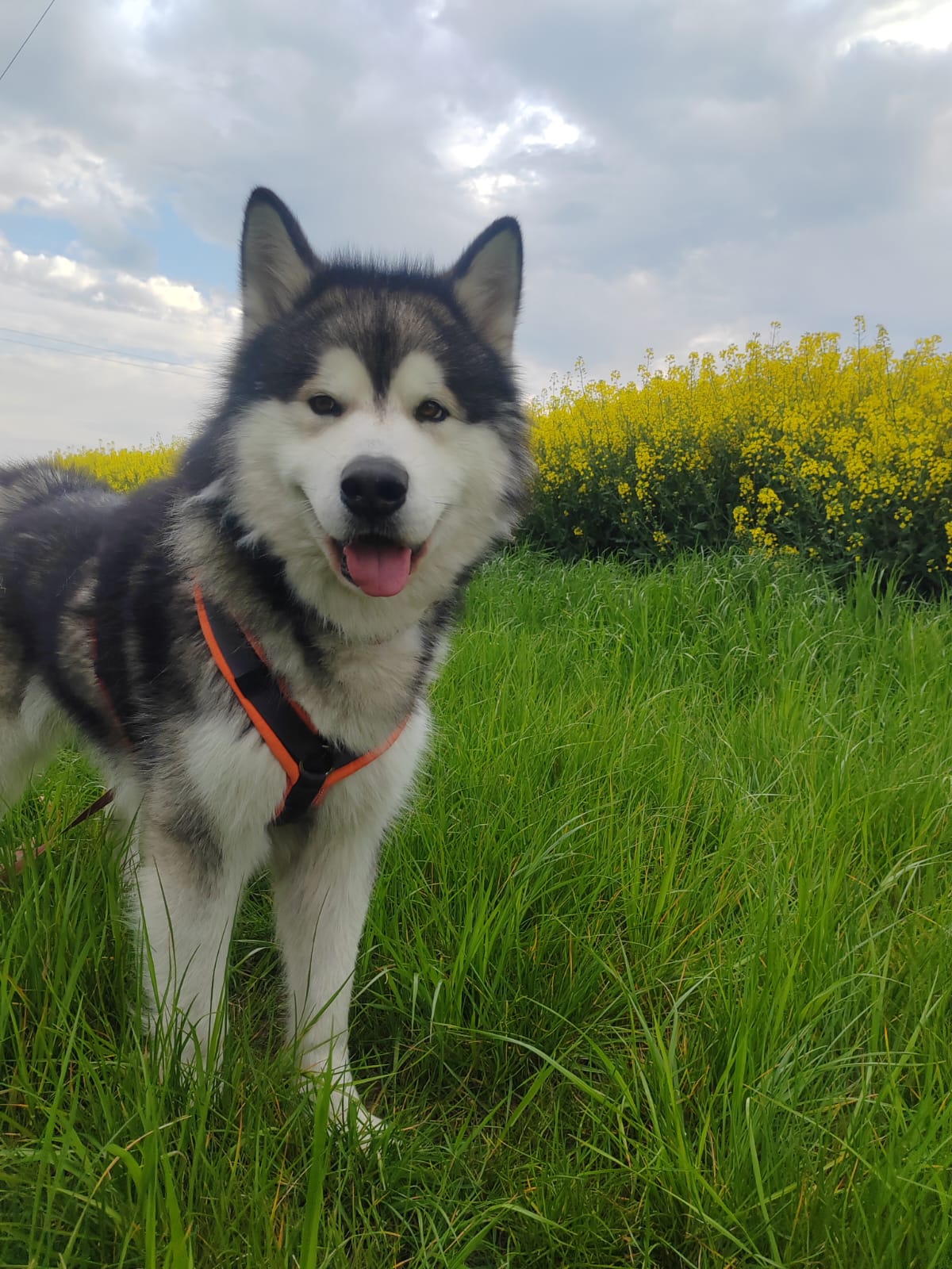 Husky in yellow rapeseed flower field