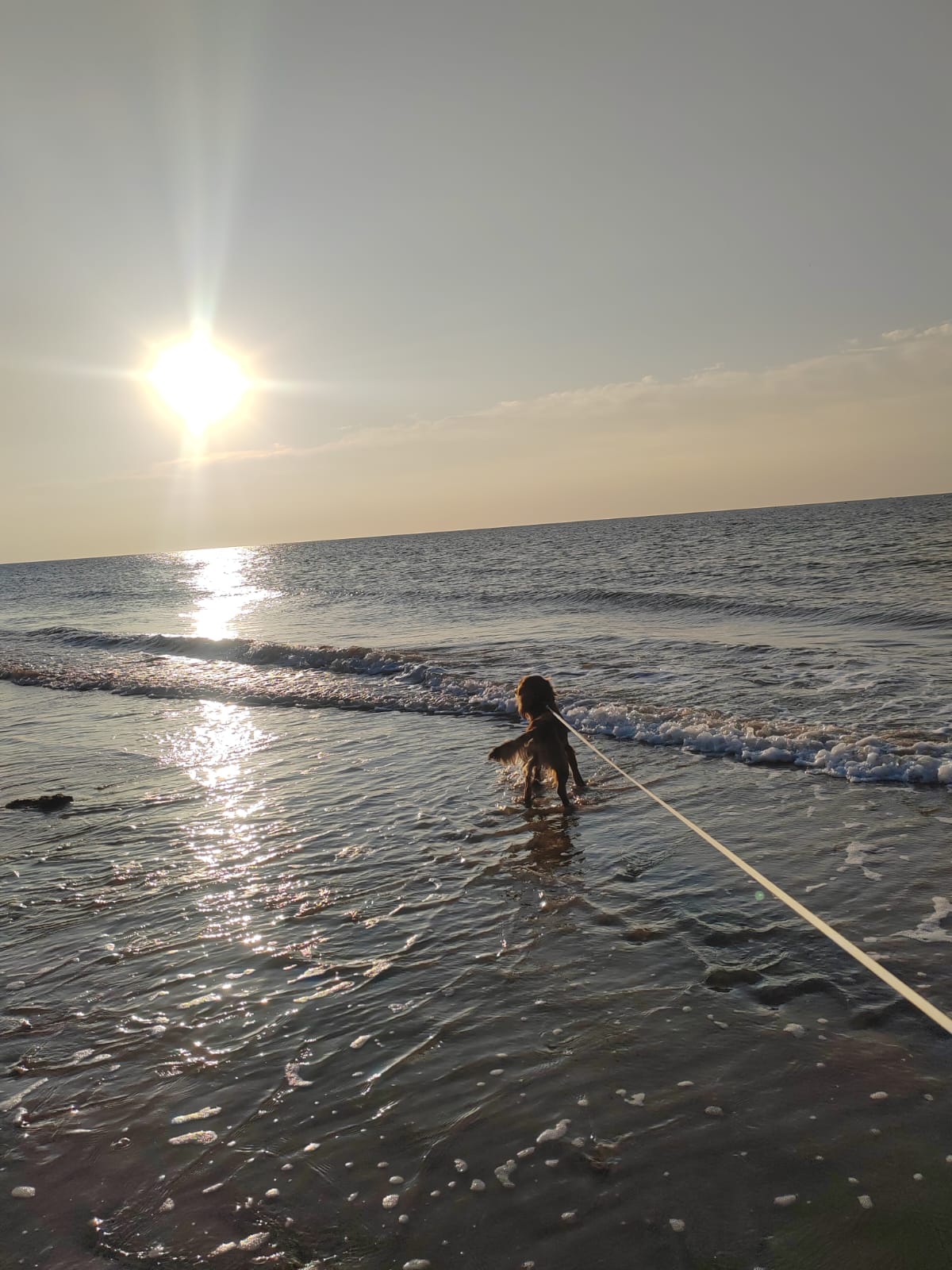 Dog playing in ocean waves at sunset