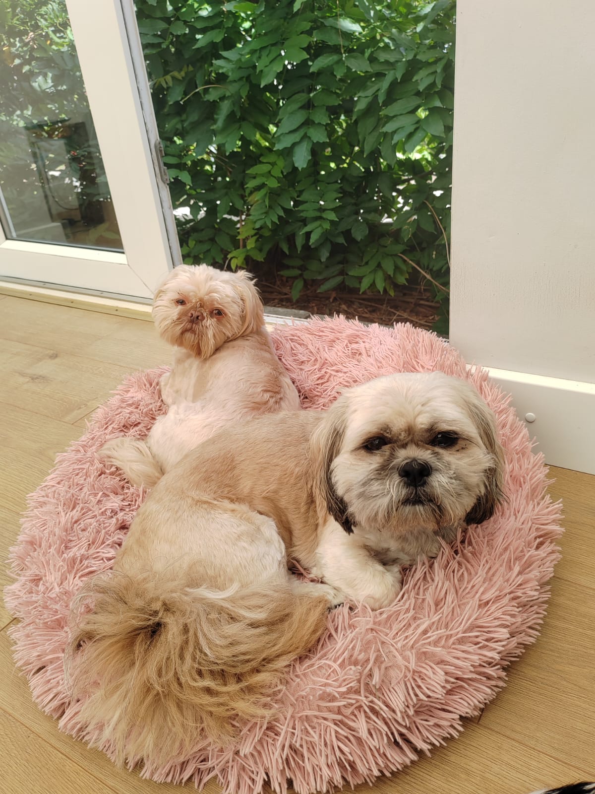 Two small fluffy dogs cuddled in pink bed