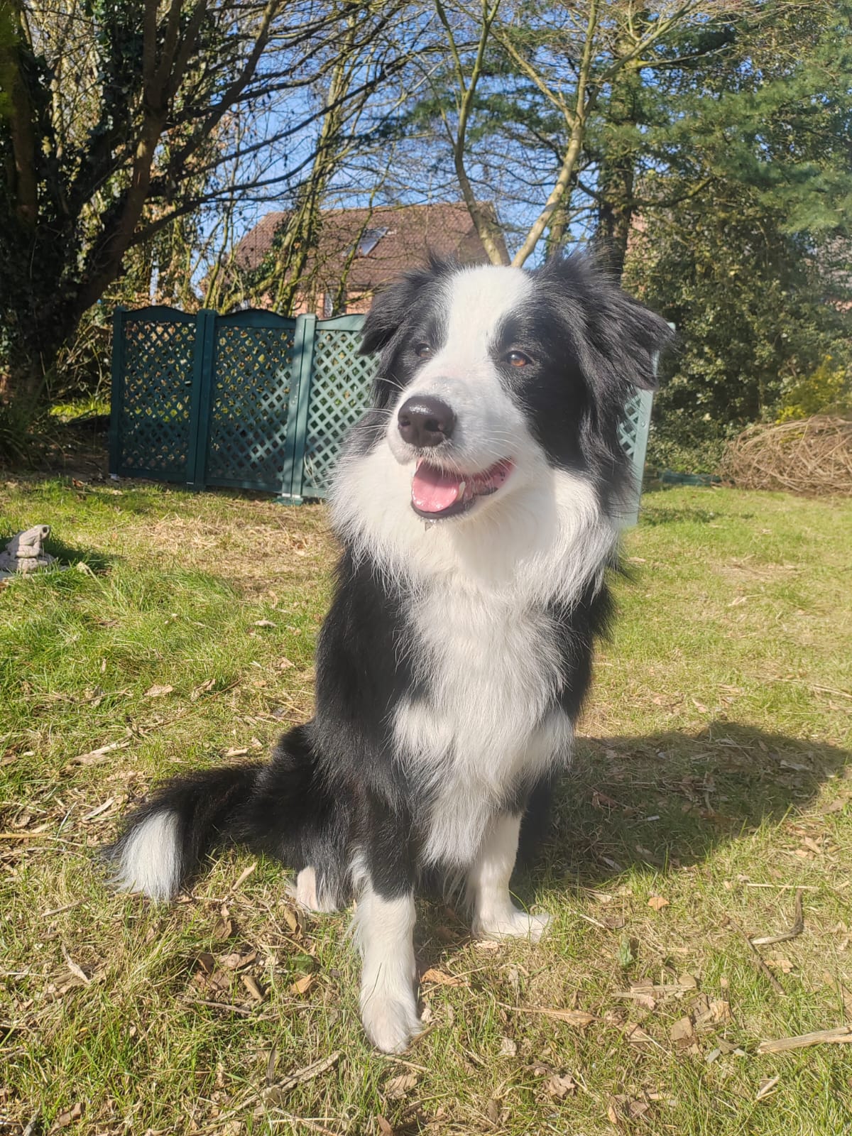Border collie sitting in sunny garden