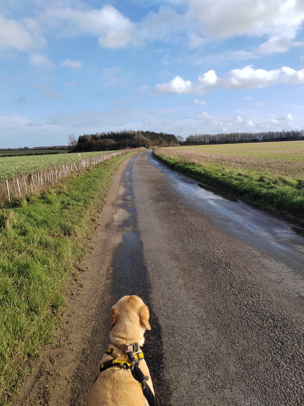 Yellow lab on peaceful country lane walk